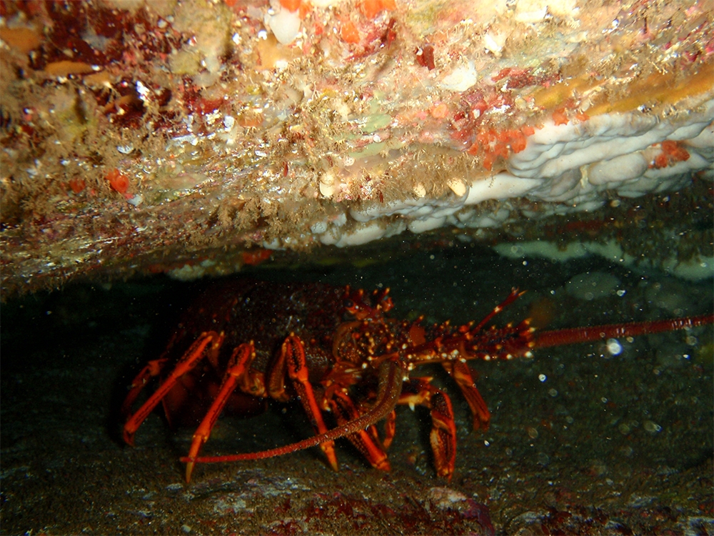 Southern rock lobster cover